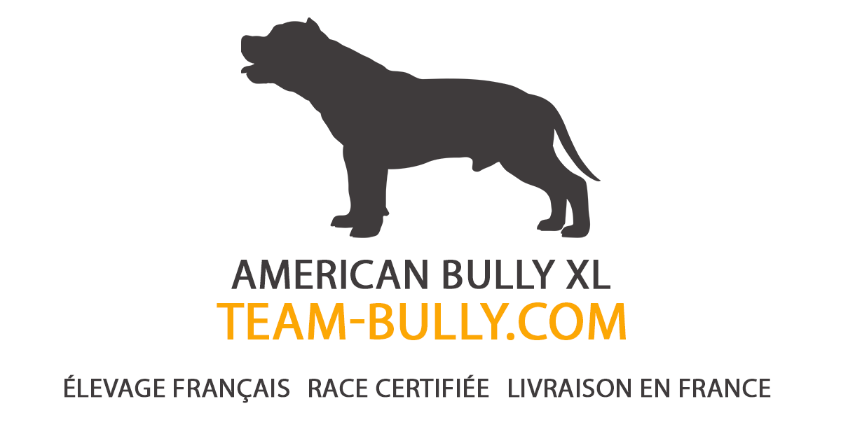 Élevage Bully XL, Bully Micro et Bouledogues Français