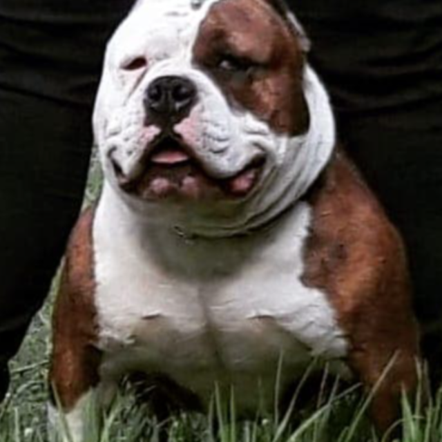 Miss nala femelle bully micro bringé blanc bringé aux yeux marrons