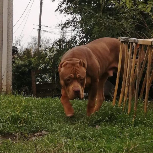 Angkor mâle bully xl trico choco