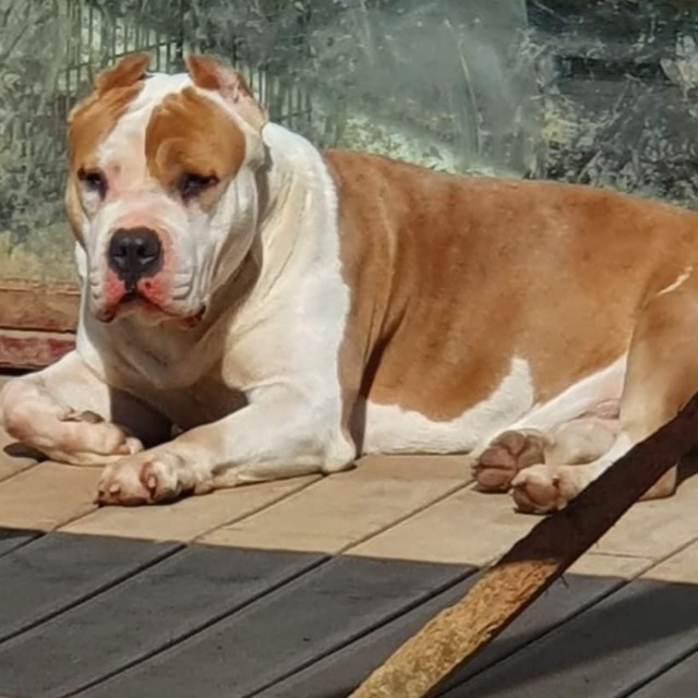 Callista femelle bully xl fawn aux yeux marrons - team bully callista