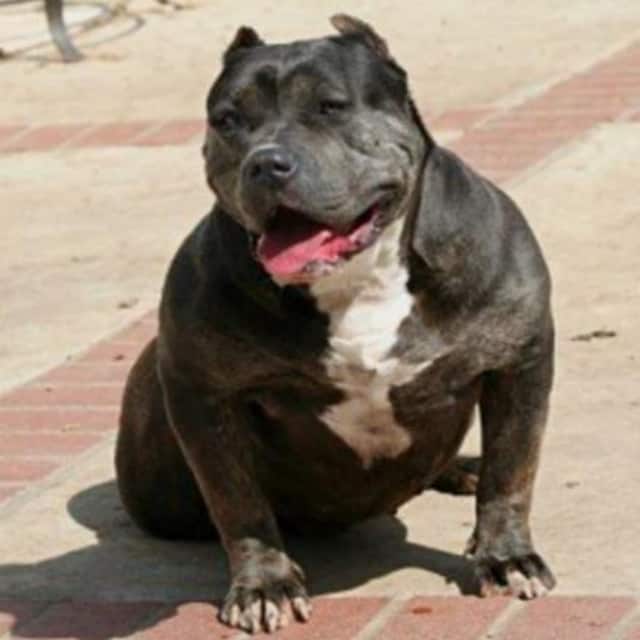 Diva femelle bully xl bleue - rside's diva