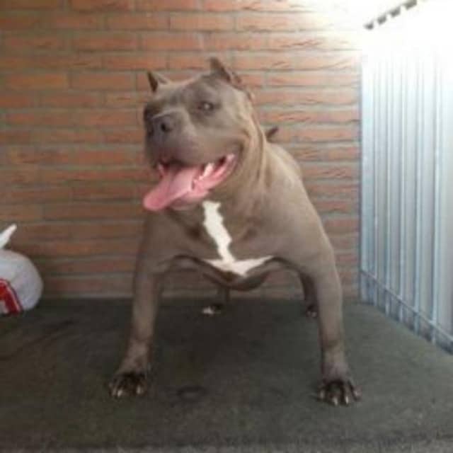 G-mayra femelle bully xl - godmother g mayra