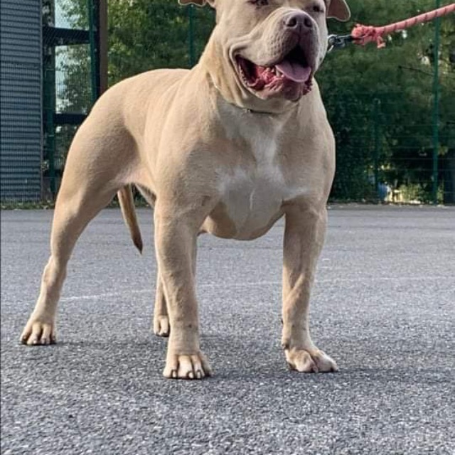 Geisha femelle bully xl lilac