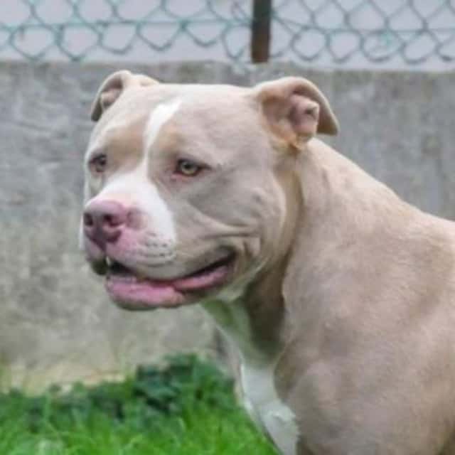 Gold ice femelle bully xl champagne ghost - little g bullie's gold ice