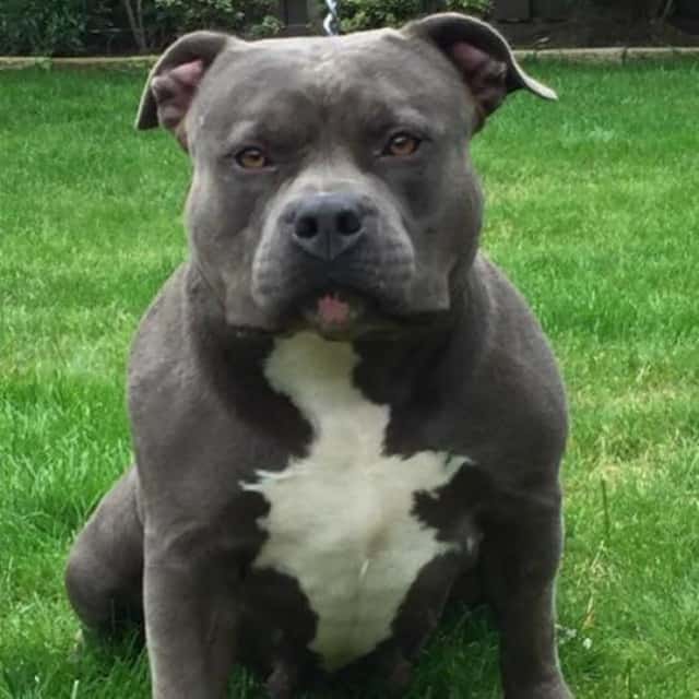 Little g femelle bully xl bleue