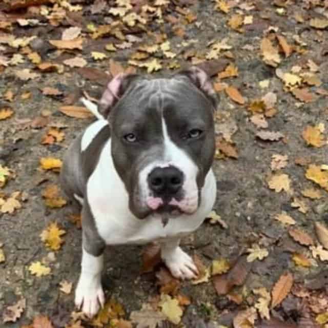 Lova femelle bully xl blanc-bleu aux yeux bleus