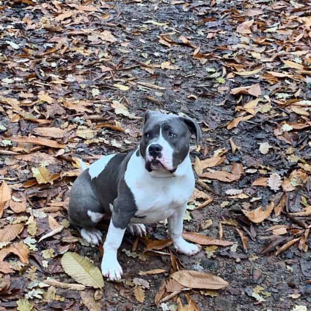 Lova femelle bully xl blanc-bleu aux yeux bleus