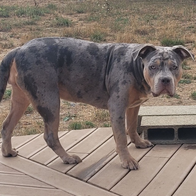 Lyra femelle bully xl trico merle trico silver merle aux yeux jaune-vert