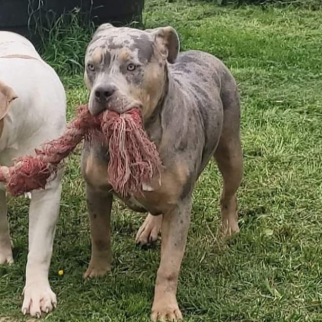 Lyra femelle bully xl trico merle trico silver merle aux yeux jaune-vert