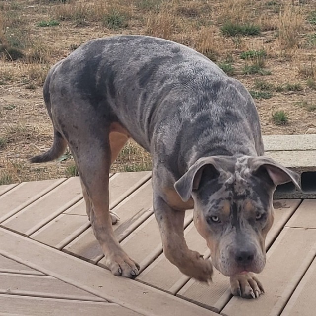 Lyra femelle bully xl trico merle trico silver merle aux yeux jaune-vert