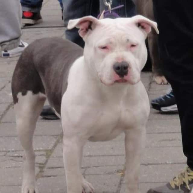 Magik femelle bully xl blanc-bleu - first class bullies magik