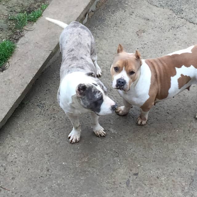 Mojo mâle bully xl merle bleu merle aux yeux bleus - bombastic's ringo