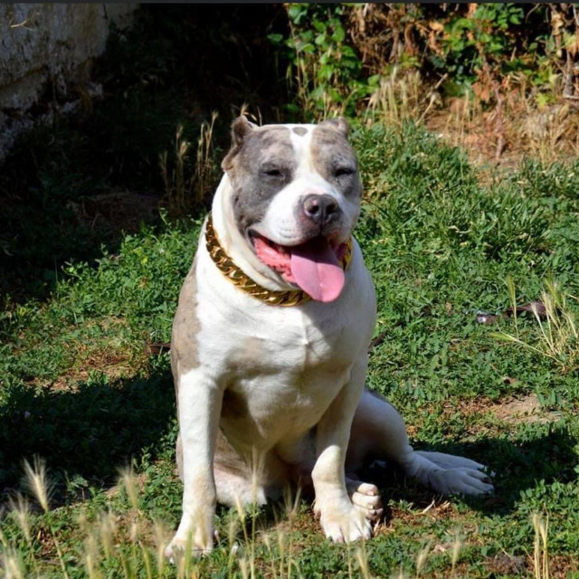 Mojo mâle bully xl merle bleu merle aux yeux bleus - bombastic's ringo