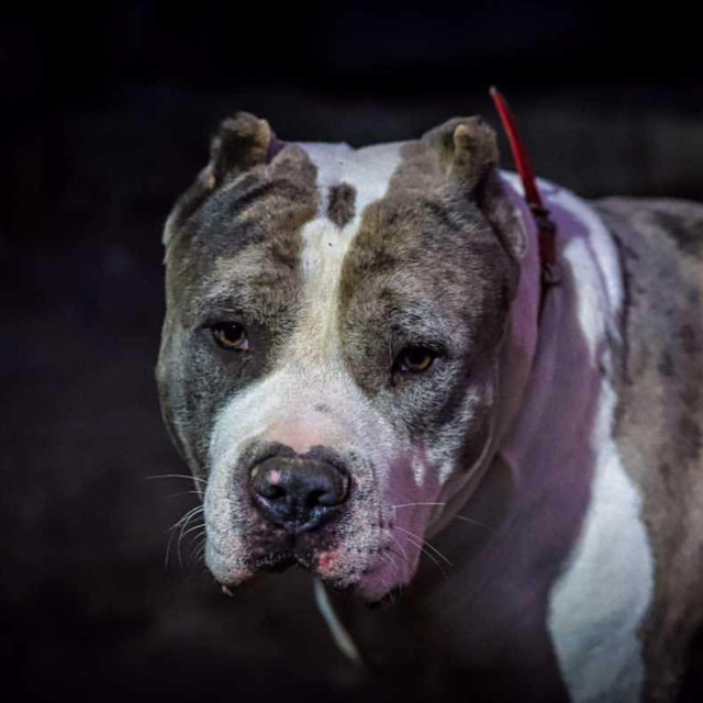 Mojo mâle bully xl merle bleu merle aux yeux bleus - bombastic's ringo