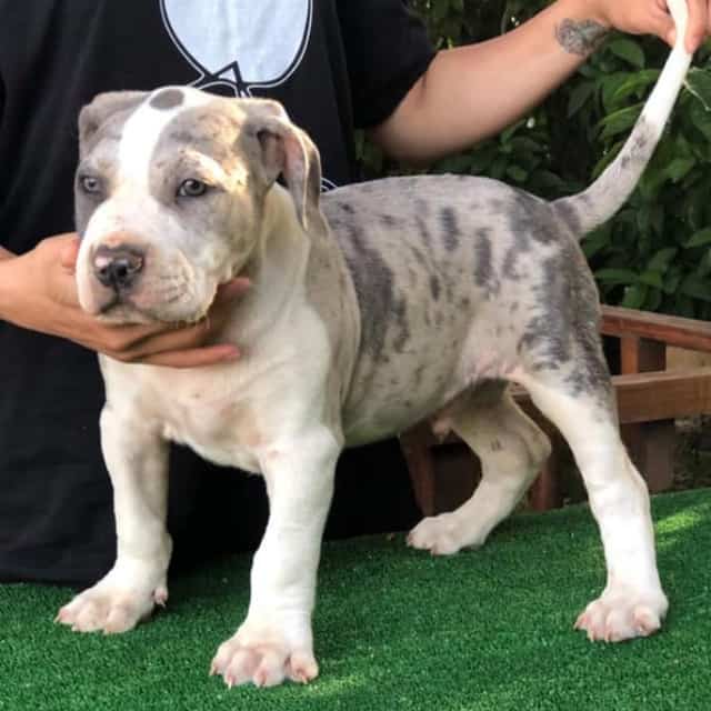 Mojo mâle bully xl merle bleu merle aux yeux bleus - bombastic's ringo