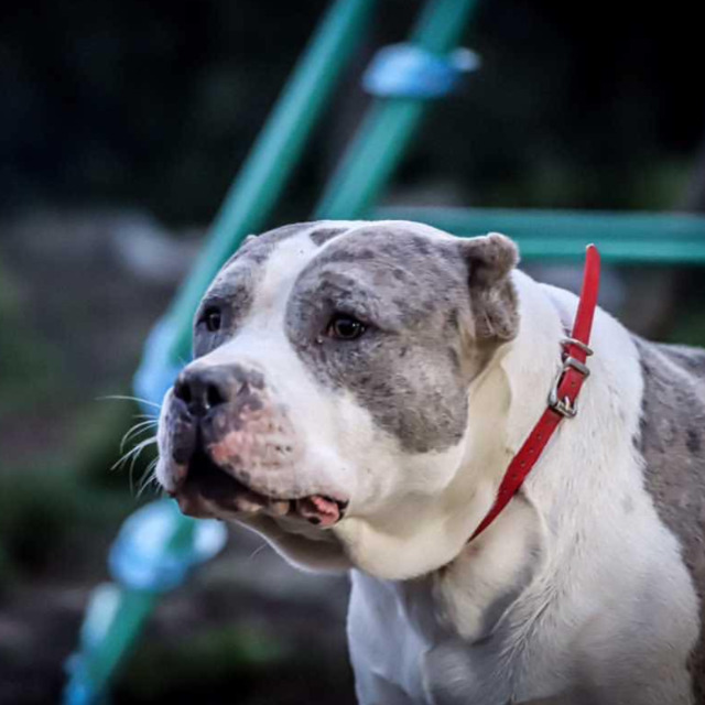 Mojo mâle bully xl merle bleu merle aux yeux bleus - bombastic's ringo