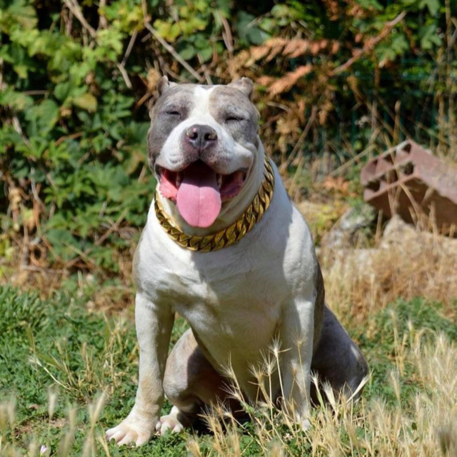 Mojo mâle bully xl merle bleu merle aux yeux bleus - bombastic's ringo