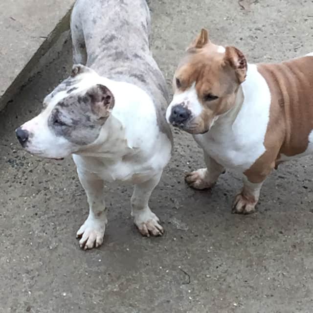 Mojo mâle bully xl merle bleu merle aux yeux bleus - bombastic's ringo