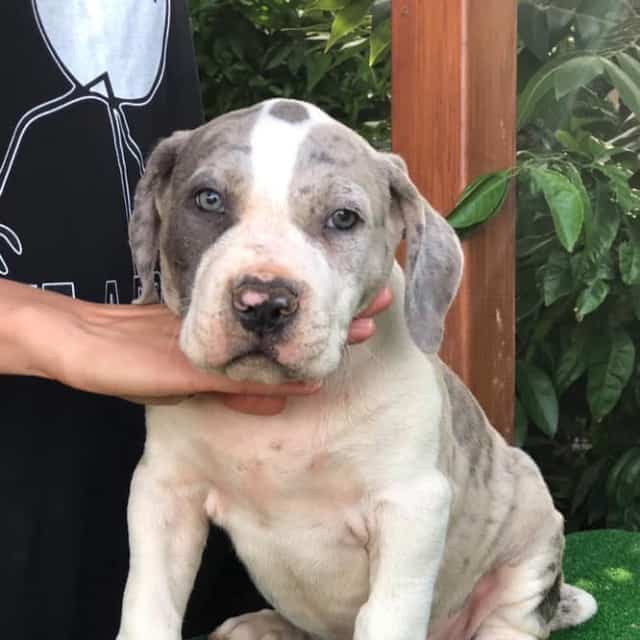 Mojo mâle bully xl merle bleu merle aux yeux bleus - bombastic's ringo