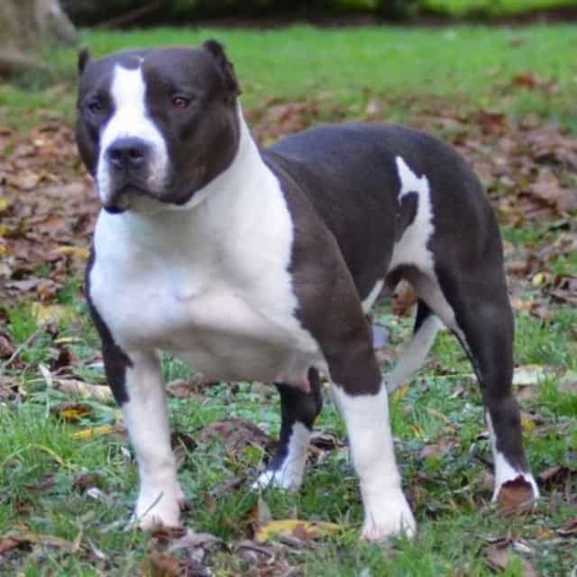 Mystik femelle bully xl - lionpride's mystik