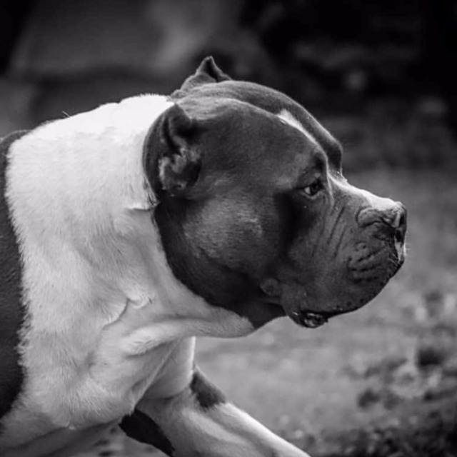 Némo mâle bully xl bleu pan blanc aux yeux marron-vert