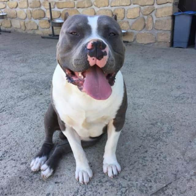 Némo mâle bully xl bleu pan blanc aux yeux marron-vert