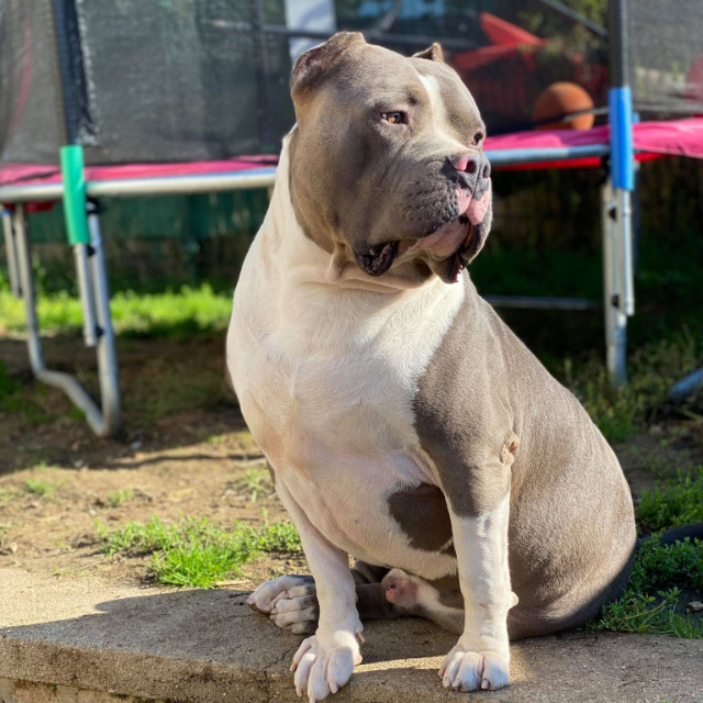 Némo mâle bully xl bleu pan blanc aux yeux marron-vert