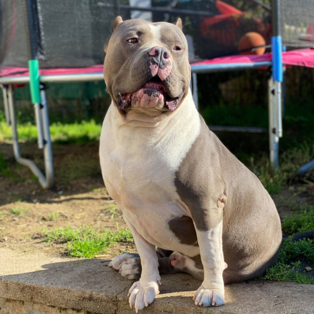 Némo mâle bully xl bleu pan blanc aux yeux marron-vert