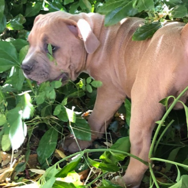 Pearl femelle bully xl