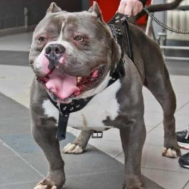 Platinum mâle bully xl bleue - kingdom bloodline platinum