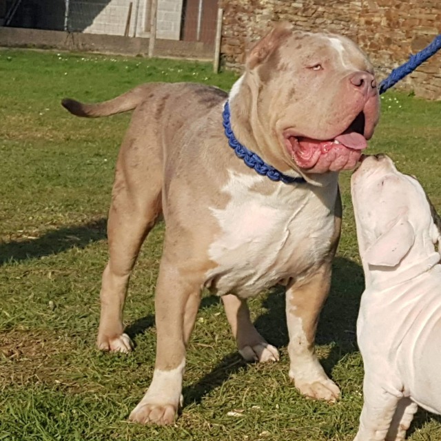 Rollo mâle bully xl merle lilac merle tri ghost aux yeux bleus