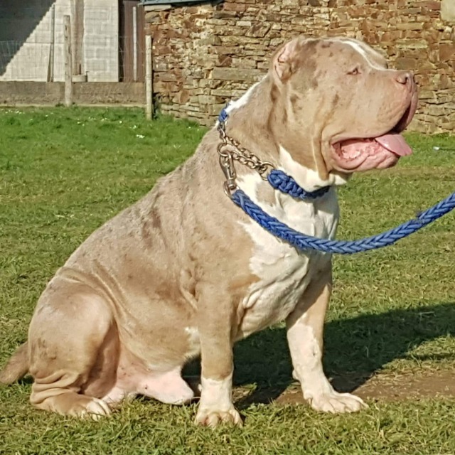 Rollo mâle bully xl merle lilac merle tri ghost aux yeux bleus