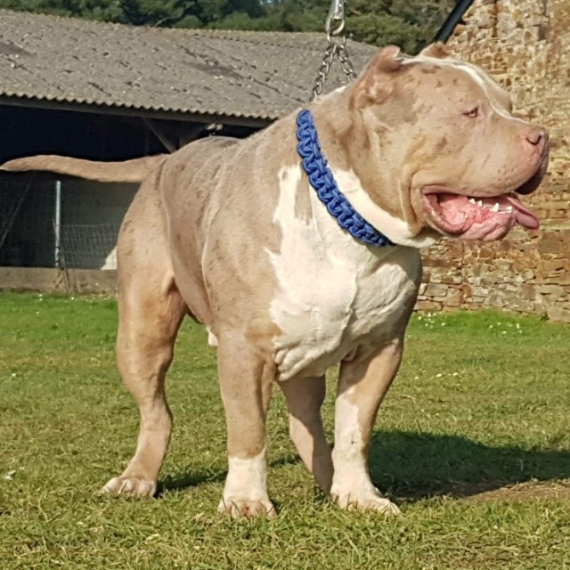 Rollo mâle bully xl merle lilac merle tri ghost aux yeux bleus