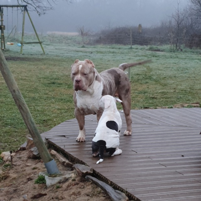 Rollo mâle bully xl merle lilac merle tri ghost aux yeux bleus