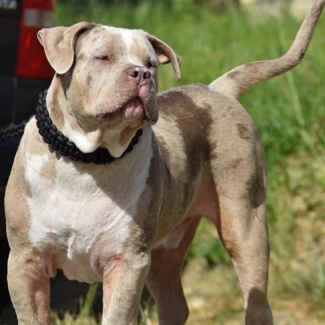 Rollo mâle bully xl merle lilac merle tri ghost aux yeux bleus