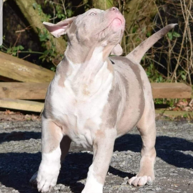 Rollo mâle bully xl merle lilac merle tri ghost aux yeux bleus