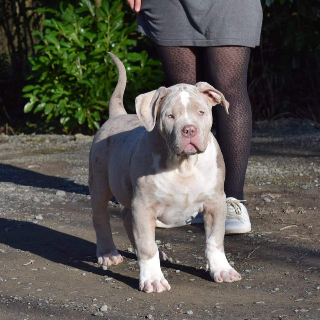 Rollo mâle bully xl merle lilac merle tri ghost aux yeux bleus