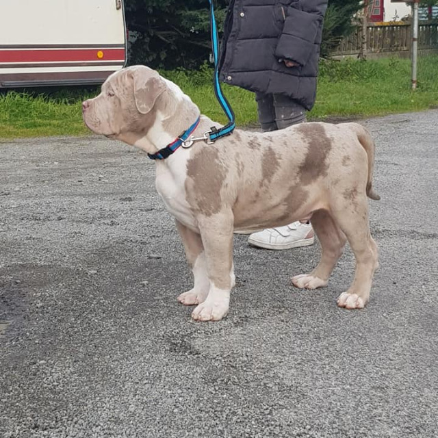 Rollo mâle bully xl merle lilac merle tri ghost aux yeux bleus