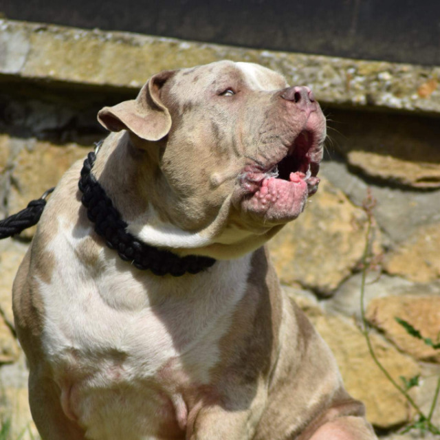 Rollo mâle bully xl merle lilac merle tri ghost aux yeux bleus