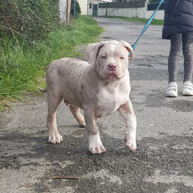 Rollo mâle bully xl merle lilac merle tri ghost aux yeux bleus