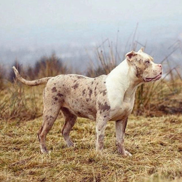 Rsides luna of lioness femelle bully xl trico merle lilac tri merle