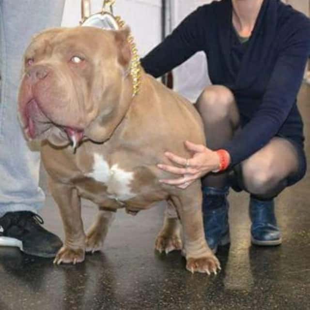 Syko mâle bully xl champagne - bull kennel syko