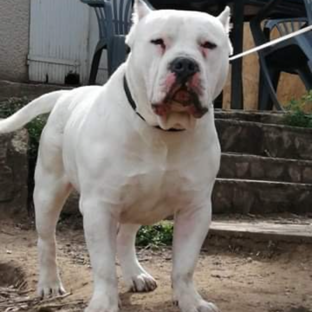 Team bully rok mâle bully xl blanche