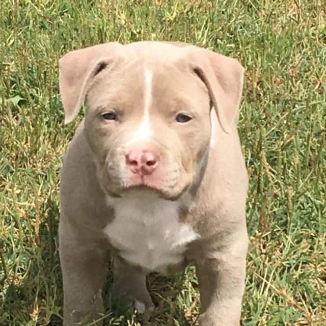 Tessa femelle bully xl trico trico lilac ghost aux yeux bleus