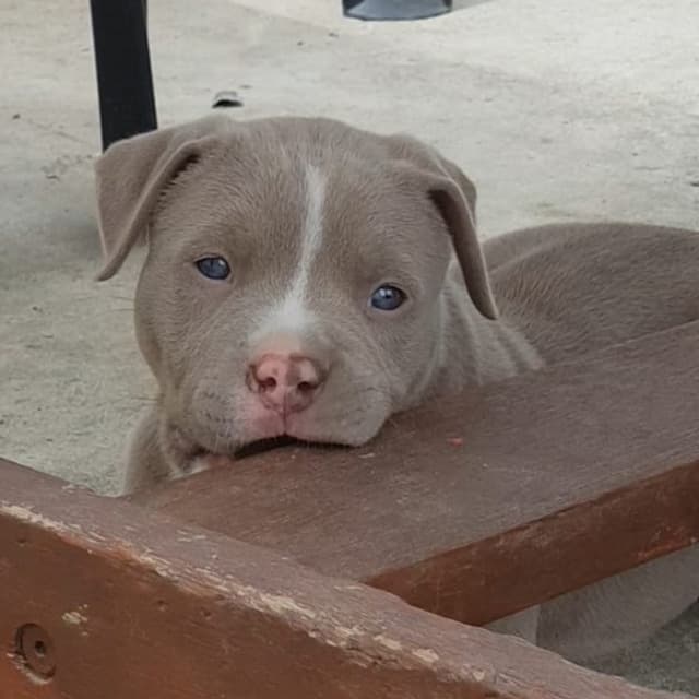 Tessa femelle bully xl trico trico lilac ghost aux yeux bleus