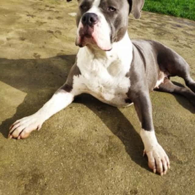 Tokyo femelle bully xl bleu taché aux yeux bleus