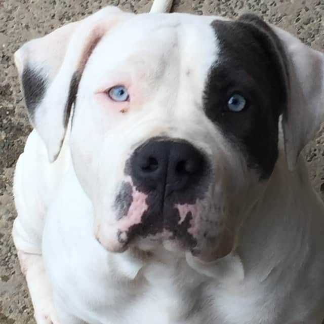 Xena femelle bully xl blanche aux yeux bleus