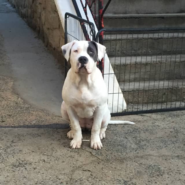 Xena femelle bully xl blanche aux yeux bleus