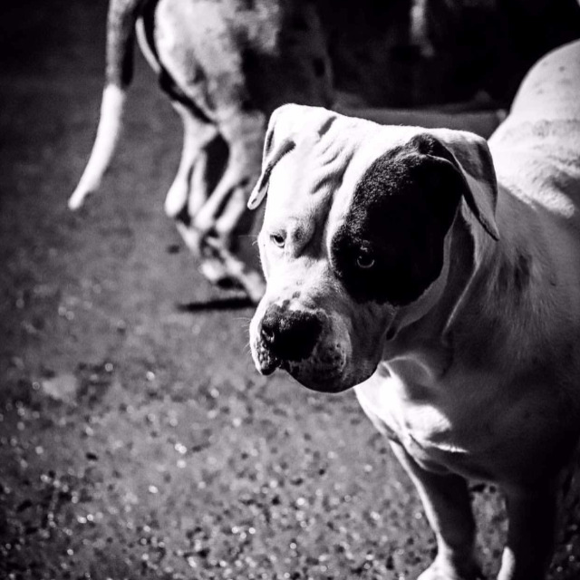 Xena femelle bully xl blanche aux yeux bleus