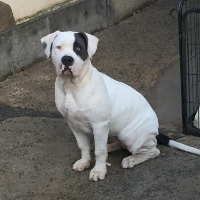 Xena femelle bully xl blanche aux yeux bleus